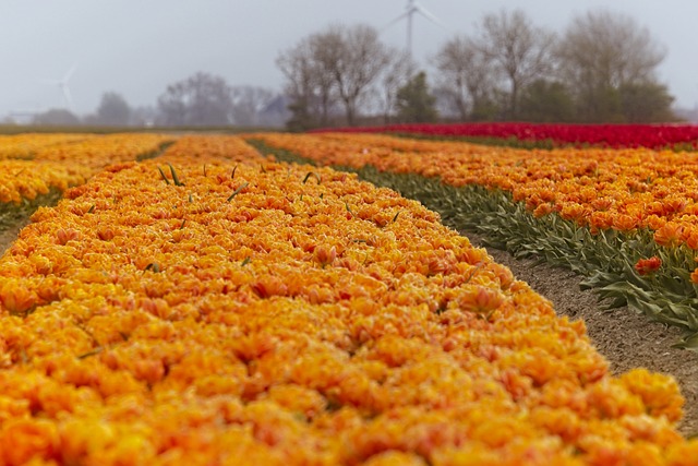 Ontdek de charmes van last minute tripjes in eigen land